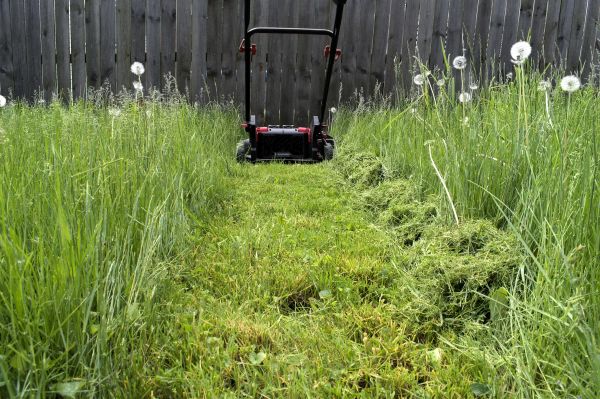 Overgrown Area Cleanup